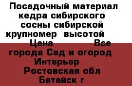 Посадочный материал кедра сибирского (сосны сибирской) крупномер, высотой 3-3.5  › Цена ­ 19 800 - Все города Сад и огород » Интерьер   . Ростовская обл.,Батайск г.